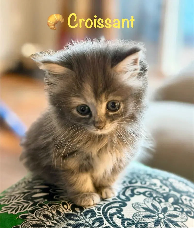 Croissant, a female kitten up for adoption