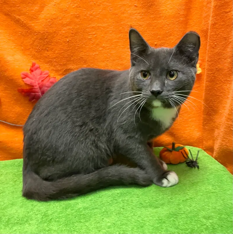Crocodile, a male kitten up for adoption
