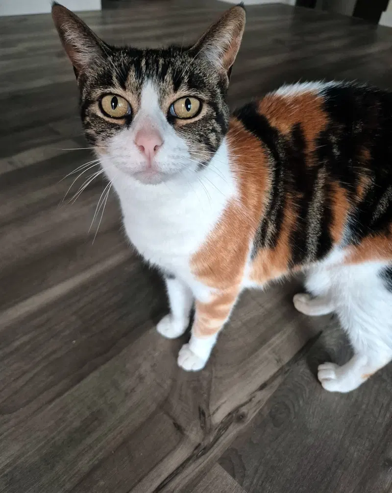 Petals, an adult female Calico cat up for adoption