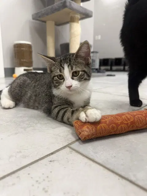 Pickle pants, a young male cat up for adoption