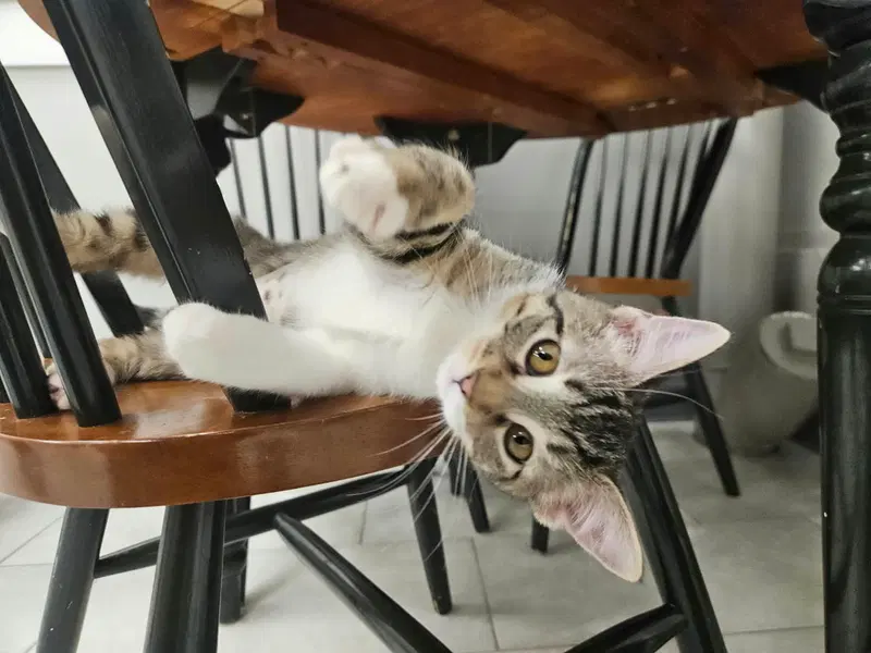 Poptart, a young female cat up for adoption