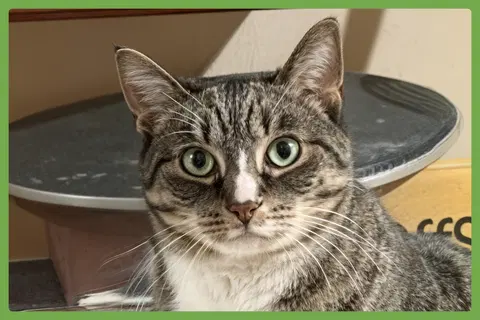 Watch the video of Kittycat