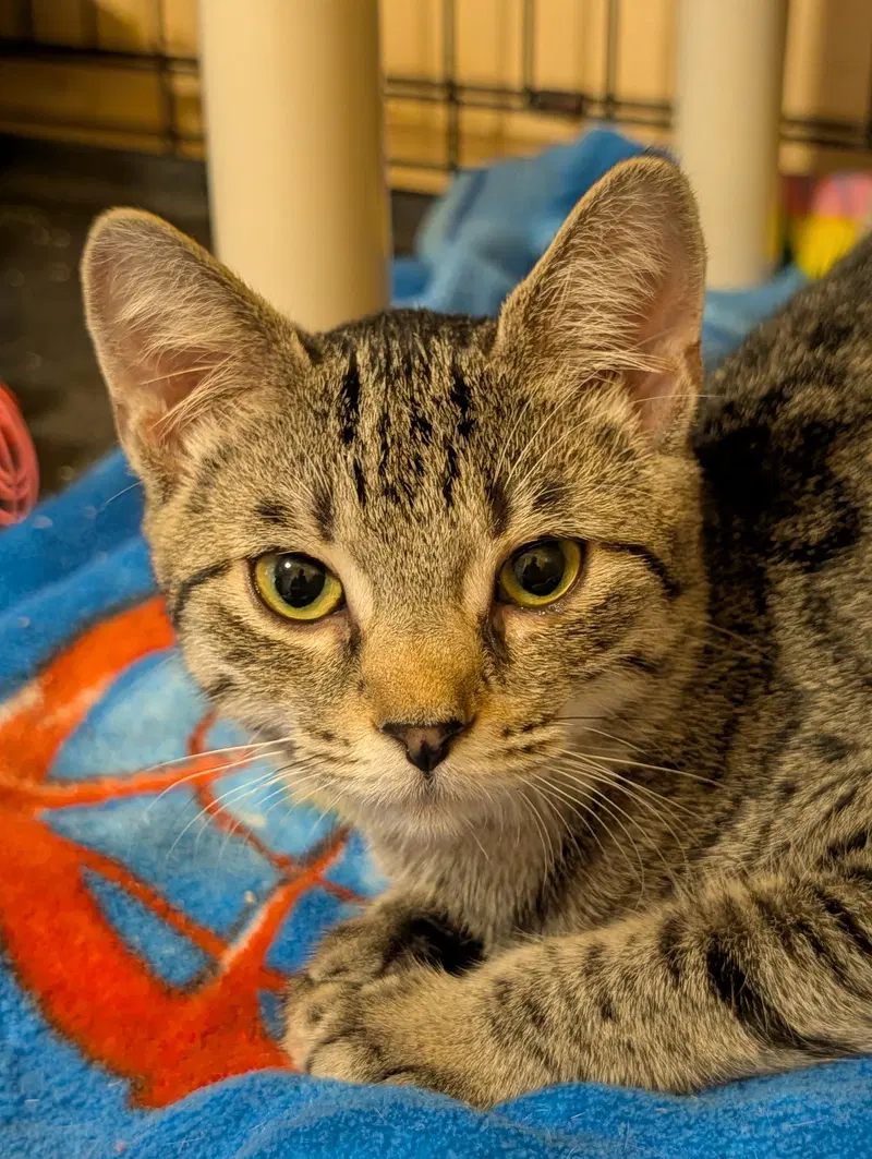Anise, a young female cat up for adoption