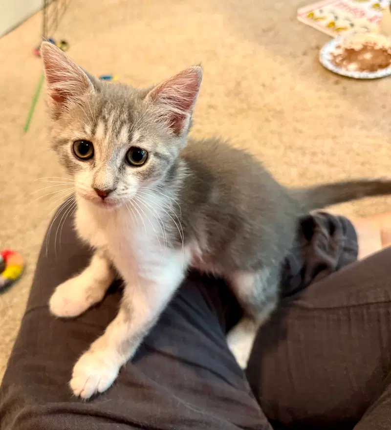 Katherine, a female kitten up for adoption