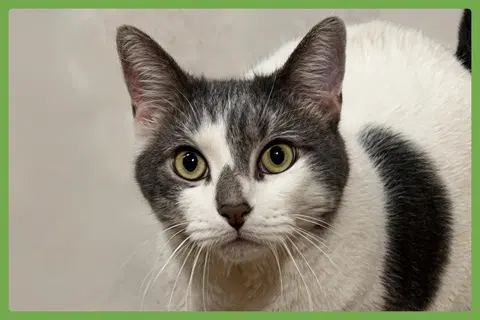Watch the video of Tinker