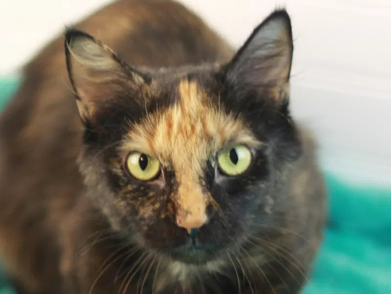 Gypsy, an adult female cat up for adoption