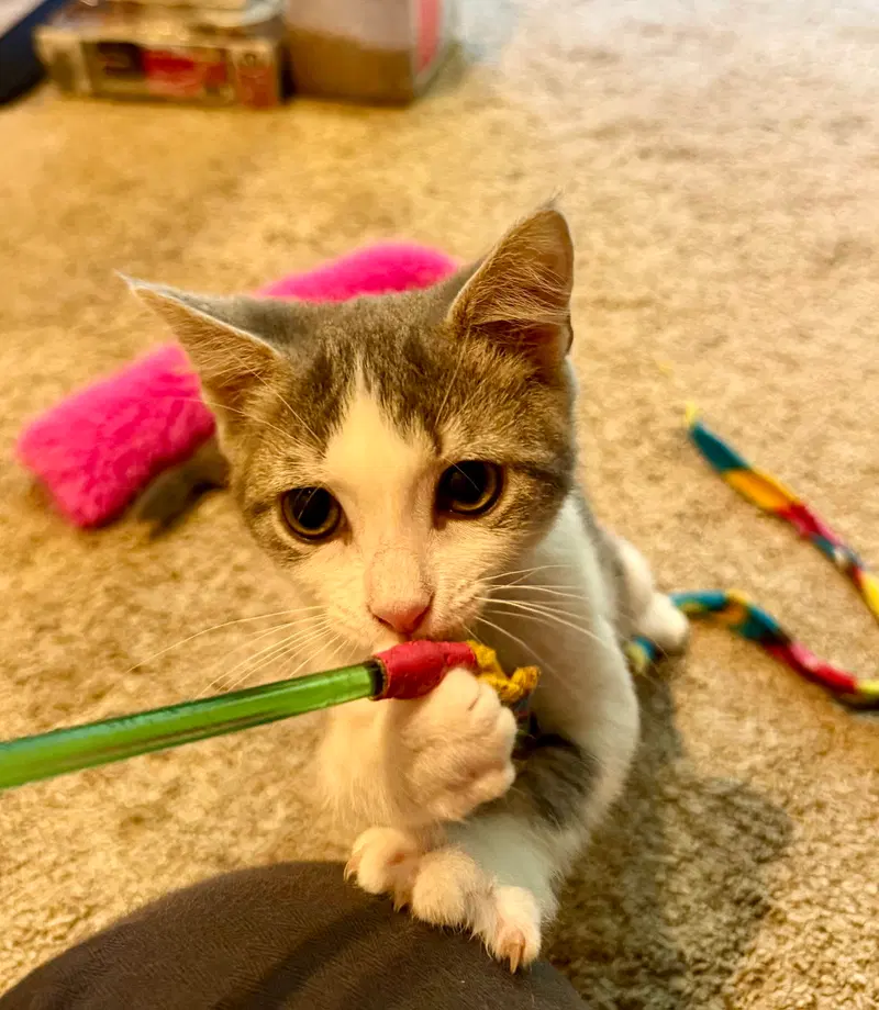 MaryRose, a female kitten up for adoption