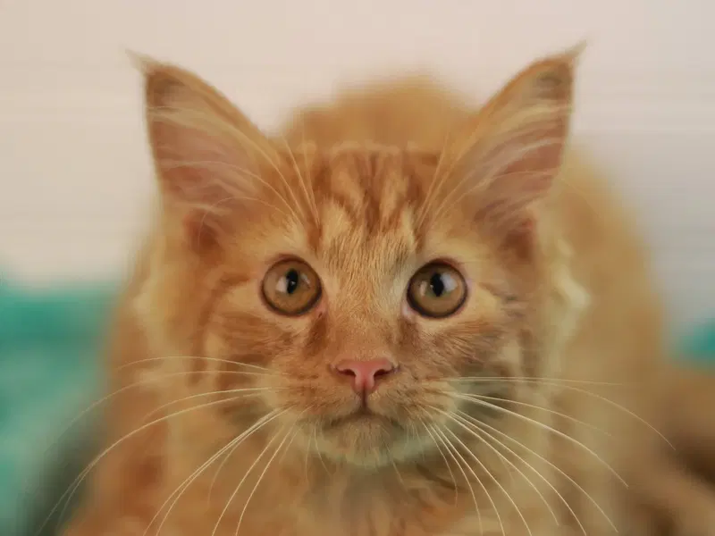 Pumpkin, a male kitten up for adoption