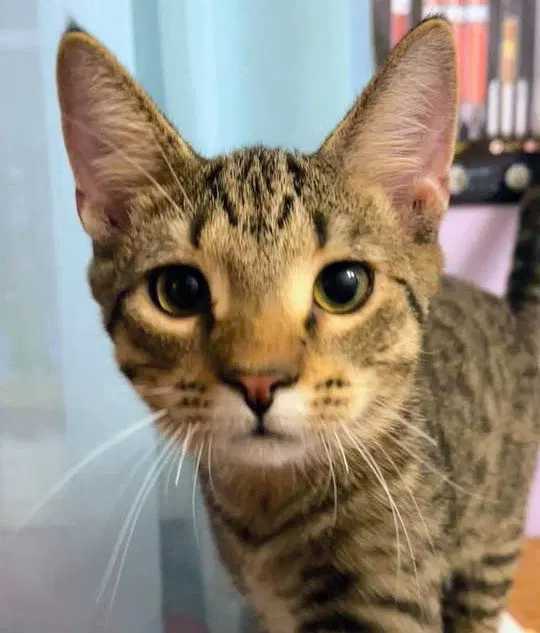 John Brown AND Patrick Henry, male kittens up for adoption