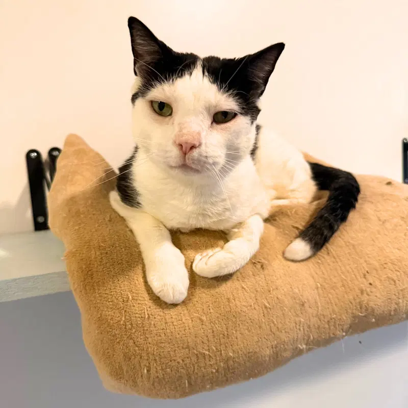 Backwards Oreo, an adult female cat up for adoption
