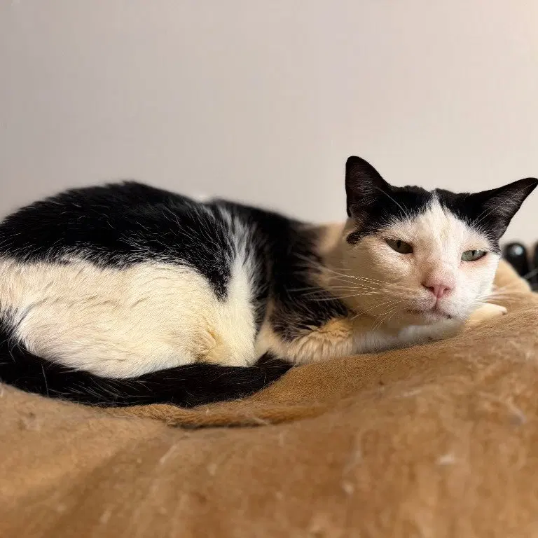 Backwards Oreo, photo 2