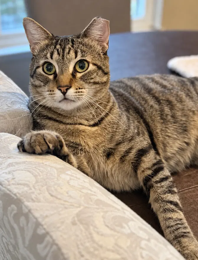 Axel, an adult male cat up for adoption