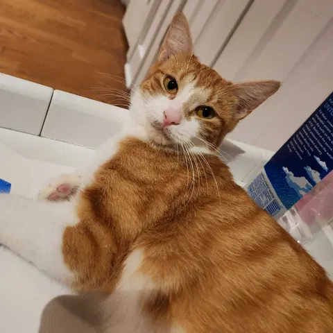 Watch the video of Warwick