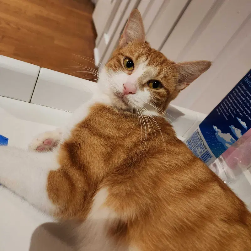 Warwick, a young female cat up for adoption