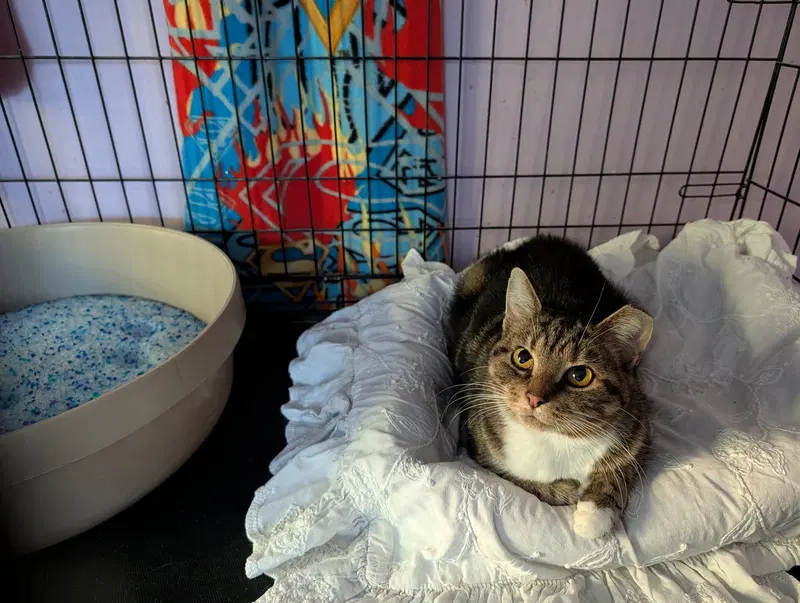 Chloe Skye, a young female cat up for adoption