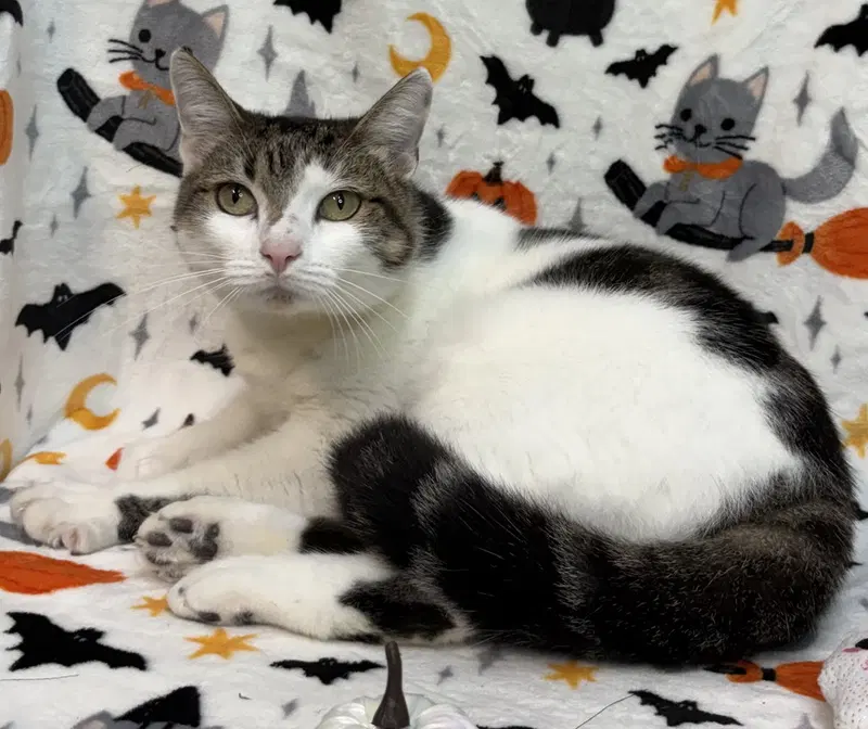 Mama Girl, an adult female cat up for adoption