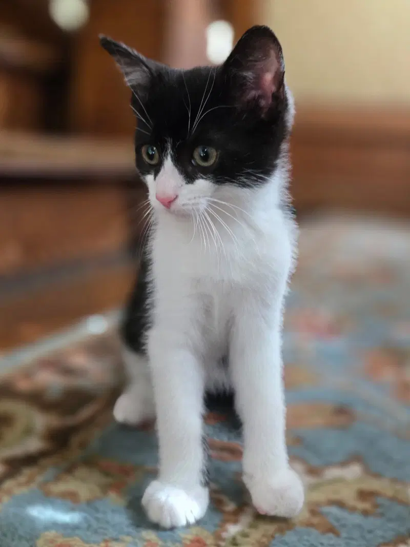 Aster, a young female cat up for adoption
