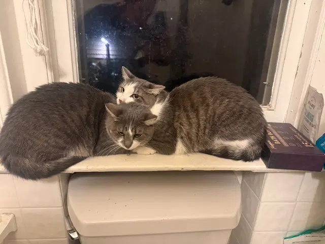 Celery + Onion, adult female cats up for adoption