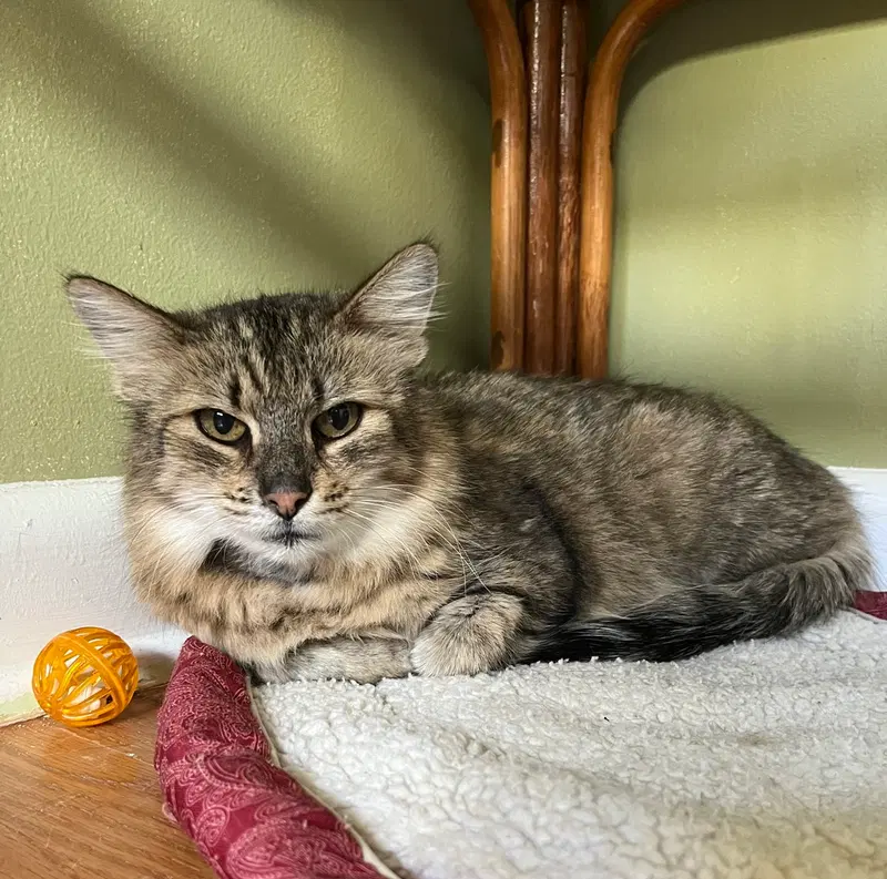Kinley, an adult female cat up for adoption