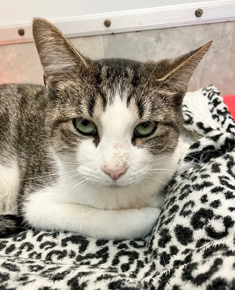Abby Hoffman, an adult male cat up for adoption