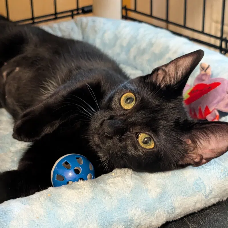 Renee, a young female cat up for adoption
