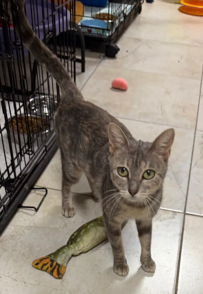 Munro, a female cat up for adoption