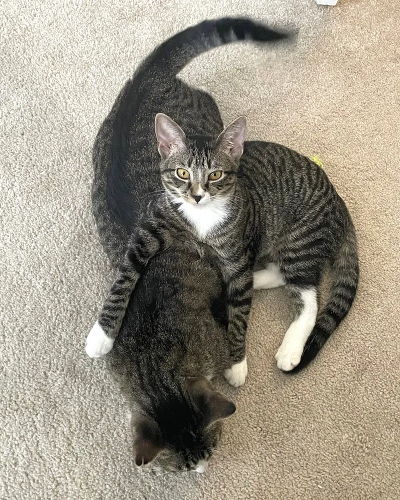 Kitten Mali, photo 2