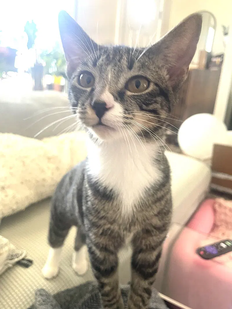 Kitten Mali, photo 4