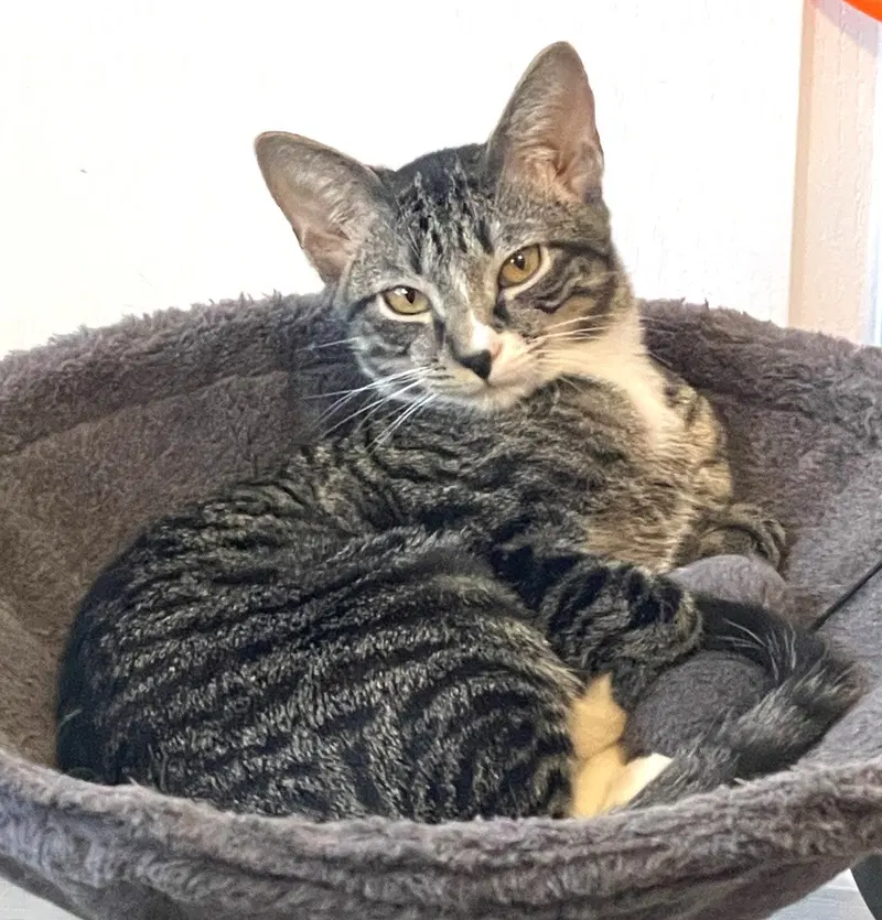 Kitten Mali And Mom Majka, female Tabby kittens up for adoption