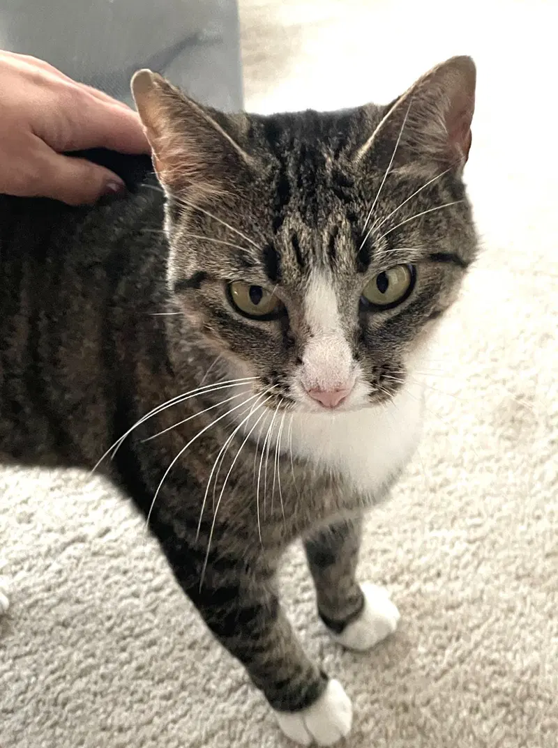 Kitty Majka And Daughter Mali, adult female Tabby cats up for adoption