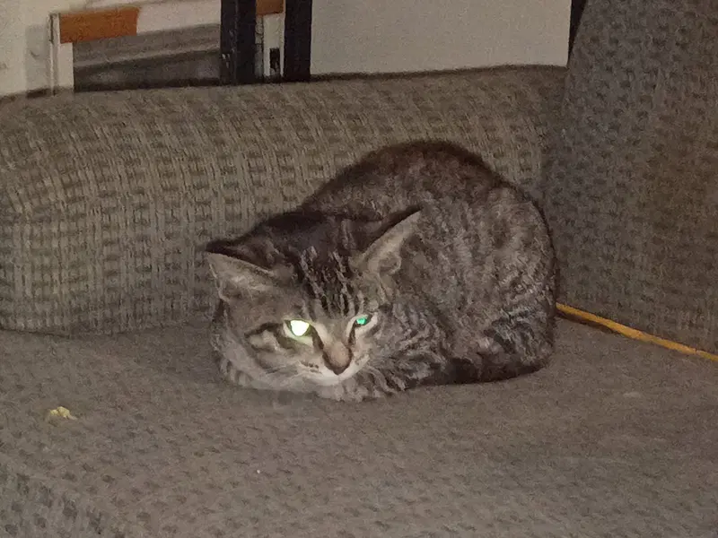 Peanut, photo 2