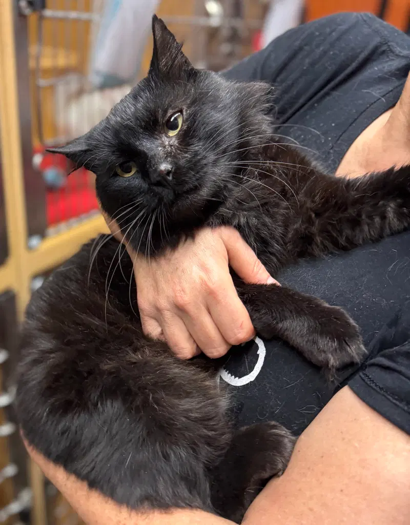 Bruno, a young male Tiffany cat up for adoption