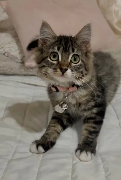 Watch the video of Tink
