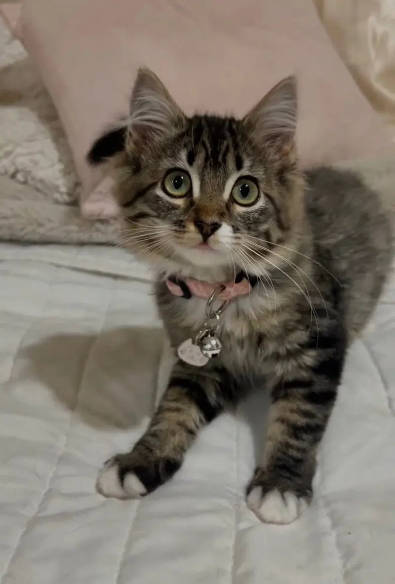 Tink, a young female cat up for adoption