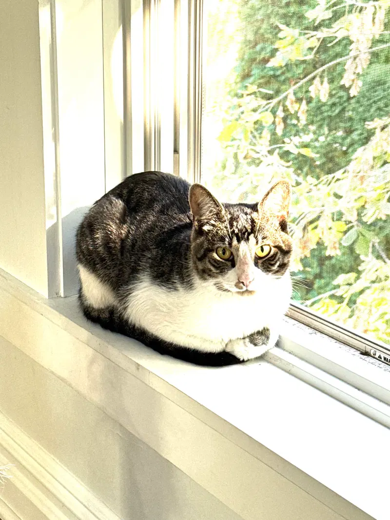 Potter, an adult male cat up for adoption