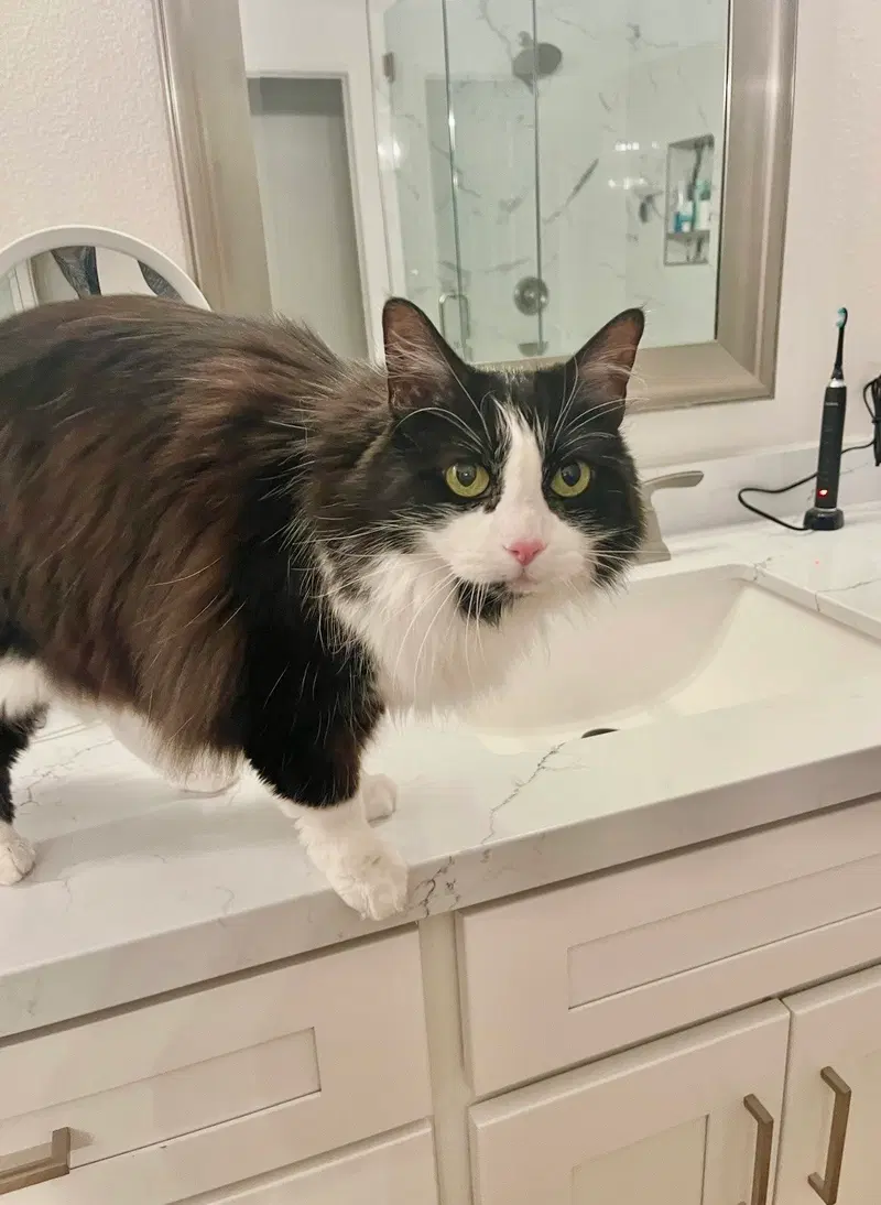 Bella Rose, a senior female cat up for adoption