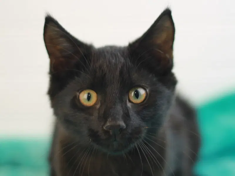 Boo, a male kitten up for adoption
