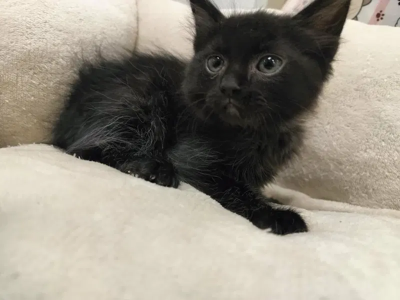 Dexter, a young male Maine Coon cat up for adoption