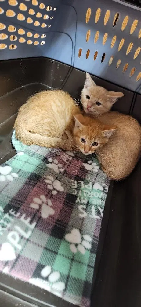 Kitten 28274, photo 2