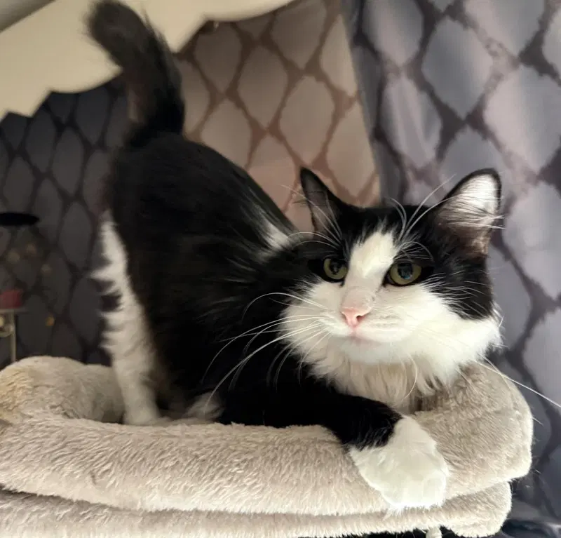 Luna Cappuccino, a young female cat up for adoption