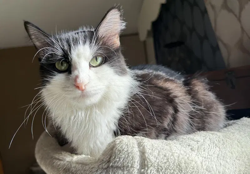 Luna Cappuccino, photo 3