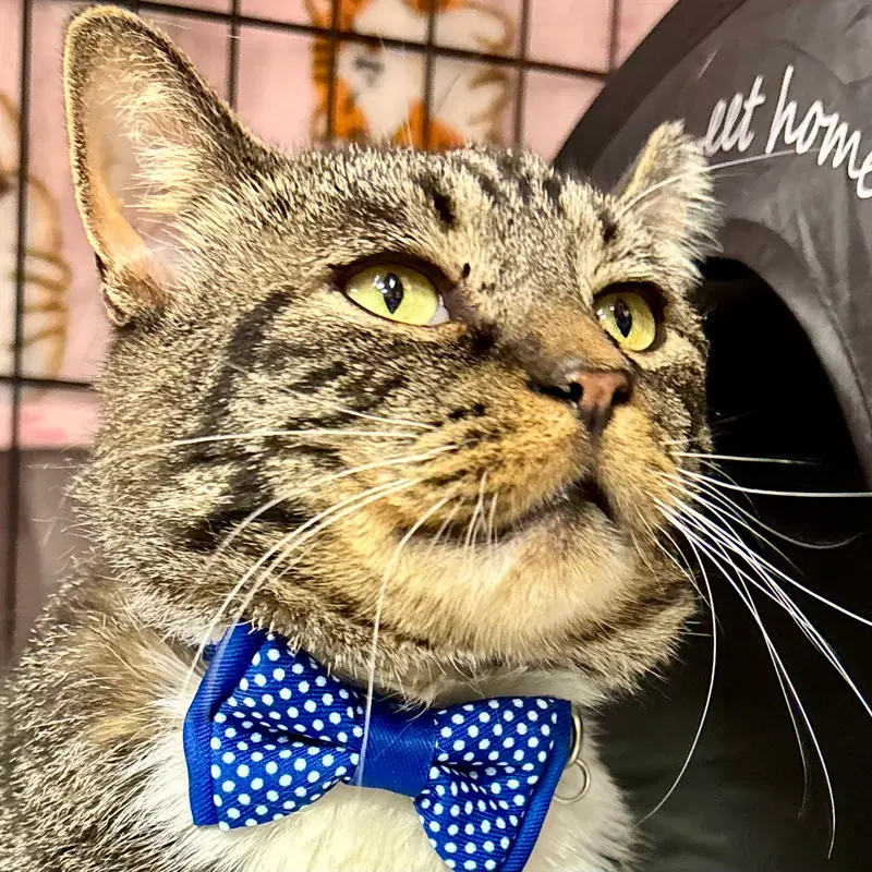Jonathan, a male Tabby cat up for adoption
