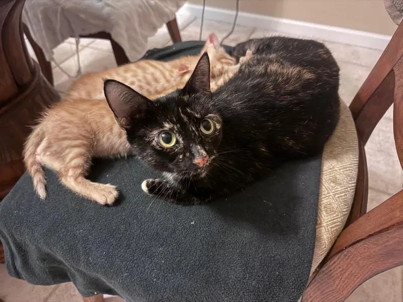 Cookie, a young female Tortoiseshell cat up for adoption