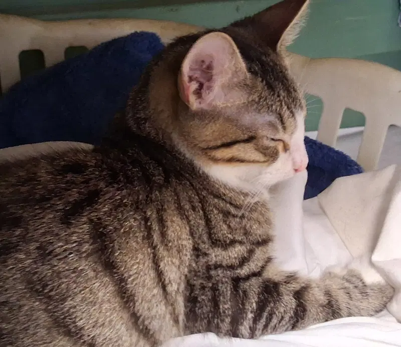 Muffy, a male kitten up for adoption