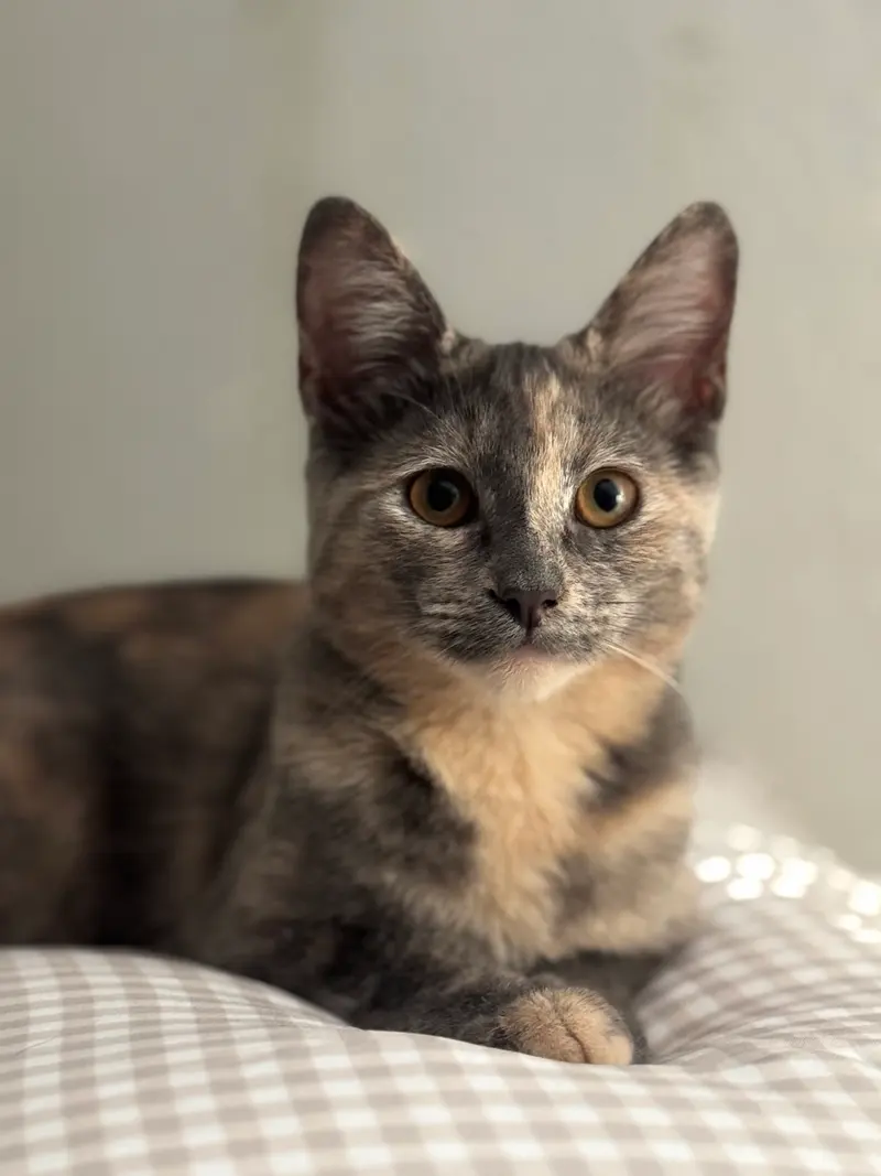 Marie 2, a young female Tortoiseshell cat up for adoption