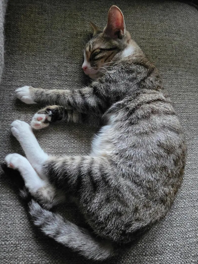 Static, a male cat up for adoption