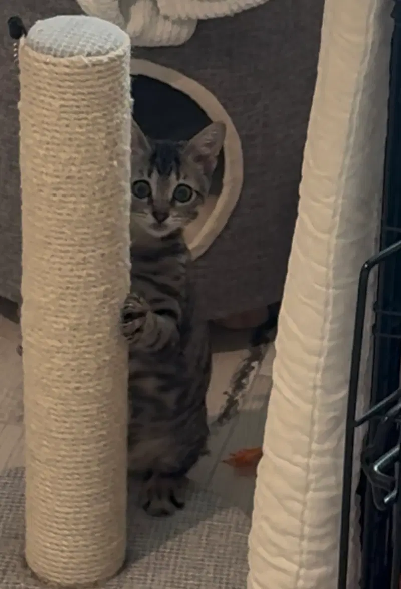 Jaren, a male kitten up for adoption