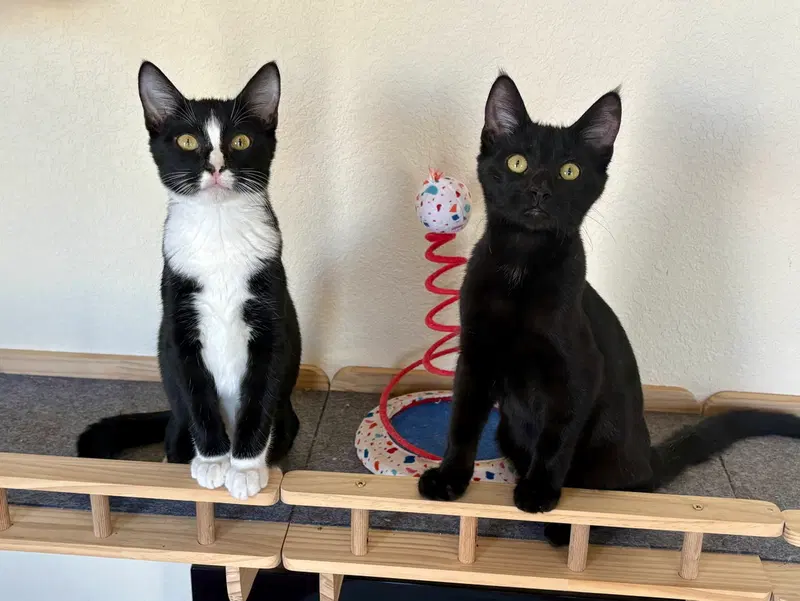 Woody BONDED with Hamm, a male kitten up for adoption