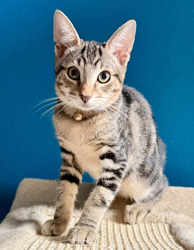 Coleman, a male kitten up for adoption