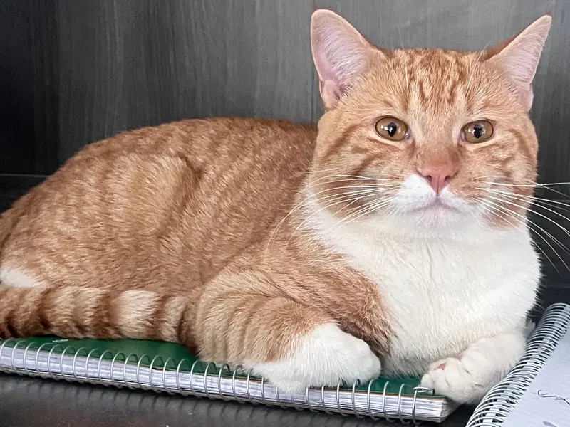 Tiger, a young male Tabby cat up for adoption